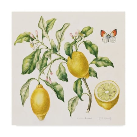 Janneke Brinkman-Salentijn 'Lemon Bouquet' Canvas Art,14x14